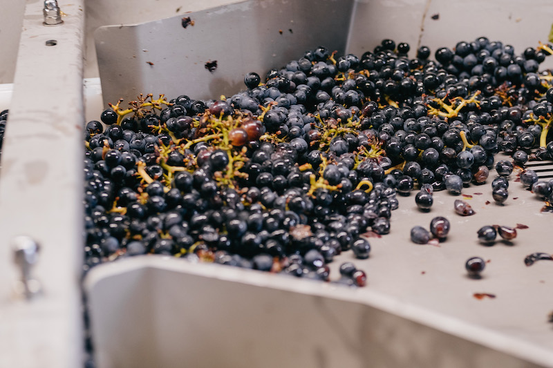 raisins récoltés avec machine à vendanger