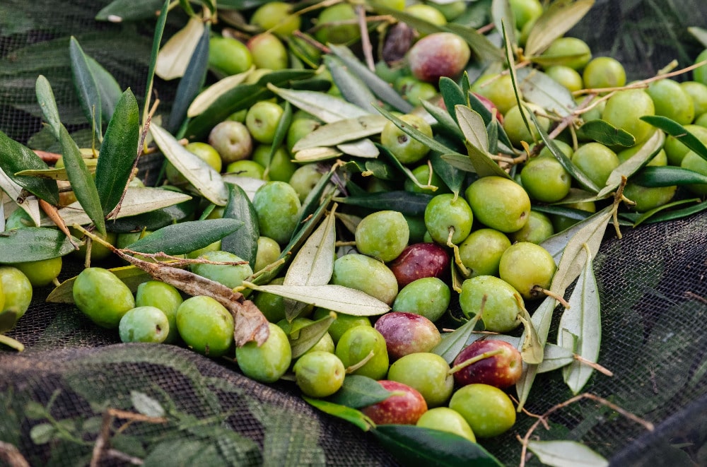 recoltes olives