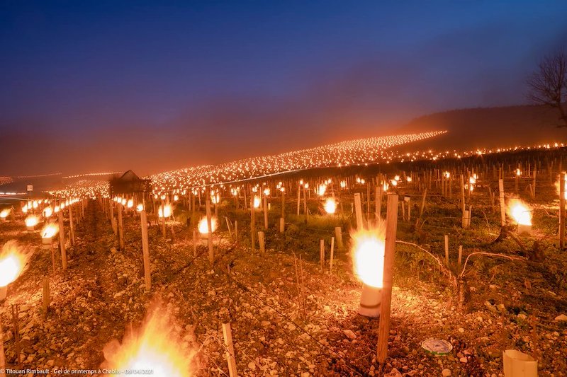 lanterne prevention gel vigne