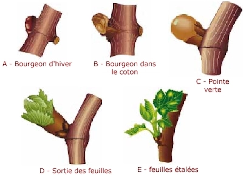 pousse vigne