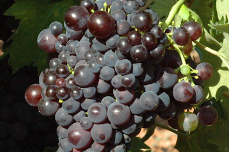 tibouren-grapes