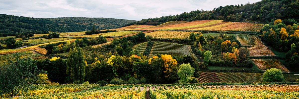 Tout savoir sur les appellations viticoles