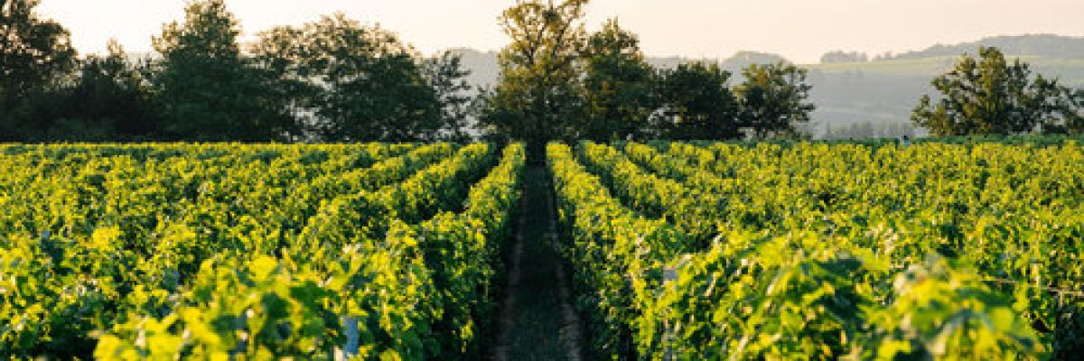 parrainer-vigne-alternative-achat-vignoble