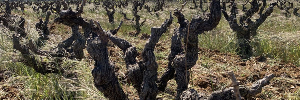 rechauffement-climatique-vigne