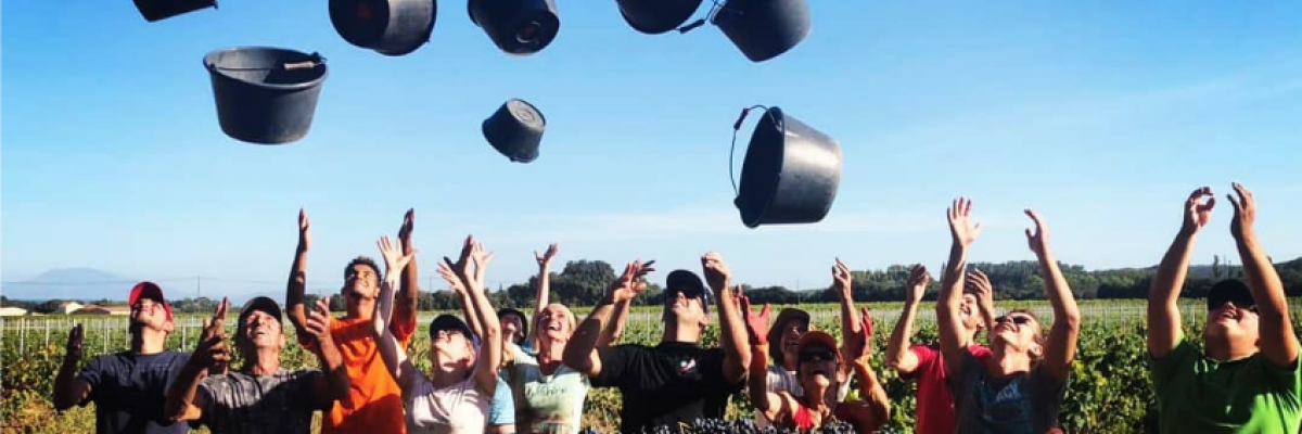 vendanges-chateau-eyran