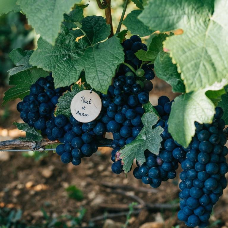 Un médaillon à votre nom sur la vigne que vous avez adopté
